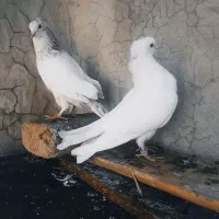 بهترین کبوتر های پرشی اصیل دور زدن بالا ۴ ساعت|پرنده|آبدانان, |دیوار