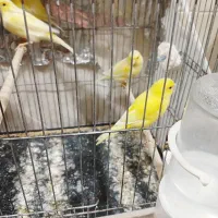 قناری ماده|پرنده|مسجد سلیمان, |دیوار