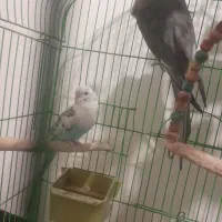 عروس هلندی و مرغ عشق