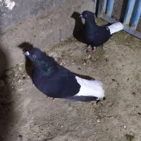 چندجفت کبوترمولد