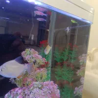 انواع ماهی|ماهی|تهران, دانشگاه شریف|دیوار