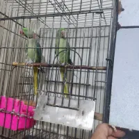 جفت مولد شاه طوطی با ضمانت کتبی|پرنده|نظرآباد, رسالت|دیوار