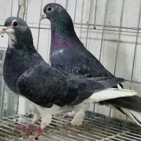 پرنده سرای ۱۱۰