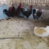 خروس چاق و جوان‌.