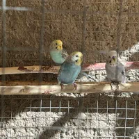 مرغ عشق|پرنده|زاهدان, |دیوار