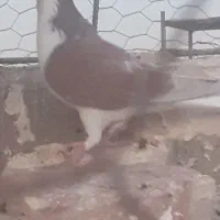 کبوتر|پرنده|مشهد, کوشش|دیوار