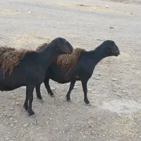 فروش دو راس میش قزل افشار|حیوانات مزرعه|سده (فارس), |دیوار