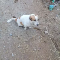 سگ پاکوتاه نرمفت|سگ|بیرجند, |دیوار