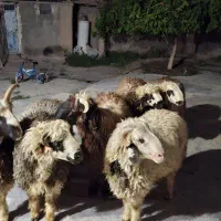 فروش ۶ عدد بره نر