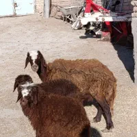 فروش گوسفند با بره