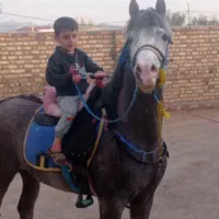 اسب یه سرعرب جفت زن