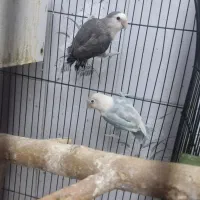 کوتوله و عروس هلندی