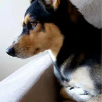 سگ گمشده محدوده خیابان ملکی رباط کریم|حیوانات|رباطکریم, رباطکریم|دیوار