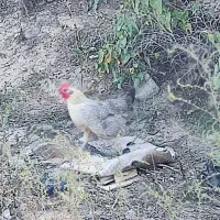 اصلاندوز|پرنده|اصلاندوز, |دیوار