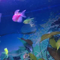 ماهی کالر و کپی|ماهی|ارومیه, |دیوار