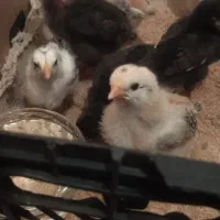 جوجه مرغ محلی و اجاره دستگاه جوجه کشی|حیوانات مزرعه|یاسوج, |دیوار