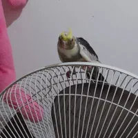 مجسمه عروس زیبا