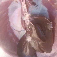 گوسفند زنده و گوشت تازه کلی و جزئی گلبهار نوبهار|حیوانات مزرعه|گلبهار, نوبهار|دیوار