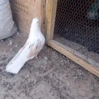 نر فنچی پشت سرور|پرنده|اردکان, |دیوار