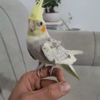 طوطی عروس ماده مرواریدی ۵ ماهه