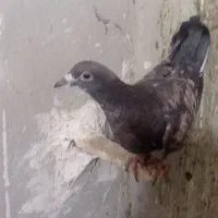 کبوتر...|پرنده|تایباد, |دیوار