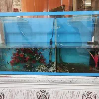 آکواریوم|ماهی|مشهد, ثامن|دیوار