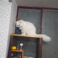 گربه پرشین|گربه|رشت, حومه رشت|دیوار