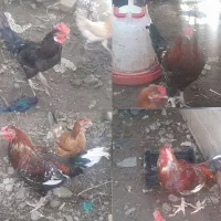۴عدد خروس