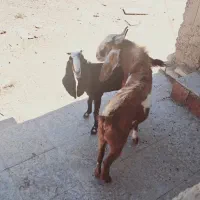 بز افغانی نر و ماده|حیوانات مزرعه|اهواز, فولاد|دیوار
