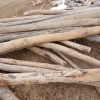 خریدار چوب|خدمات باغبانی و درختکاری|بیجار, |دیوار