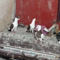 کبوتر رنگی خوشگل