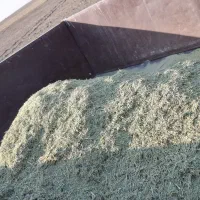 کاه خارشتر|حیوانات مزرعه|همدان, |دیوار