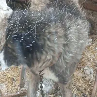 سگ محلی|سگ|اردبیل, |دیوار