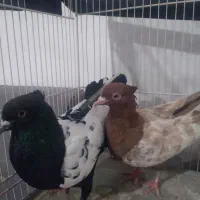 کفتر معاوضه با پرنده