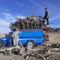 هرس و کنده بری|خدمات باغبانی و درختکاری|یزد, |دیوار