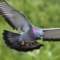 یک جفت سوسکی نرو ماده گم شده عکس نمایشی هست