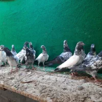 فروش جمله انواع کبوتر پاکستانی و ایرانی|پرنده|میناب, |دیوار
