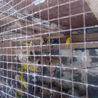 مرغ عشق|پرنده|میناب, |دیوار