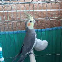 عروس هلندی سینامون