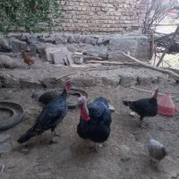بوقلمون جوان