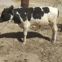 فروش سه عدد گوساله نر