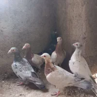کبوتر