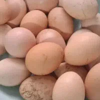 تخم مرغ محلی تازه