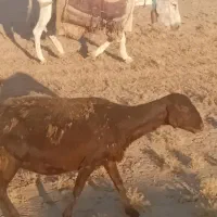 خر مناسب برای بیابان|حیوانات مزرعه|سبزوار, ابارش|دیوار