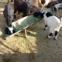 بزچاق درجه 1وکهره|حیوانات مزرعه|دوگنبدان, |دیوار