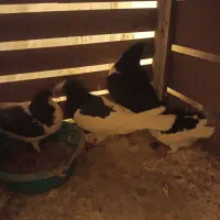 رنگی ساده|پرنده|بجنورد, |دیوار