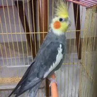 عروس