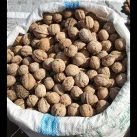 گردو تازه همدان