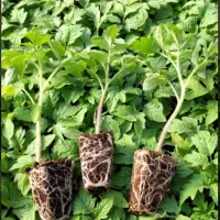 نشا نهال گوجه سوپر استار سینی کشت