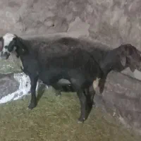 میش.بره.شیشک
